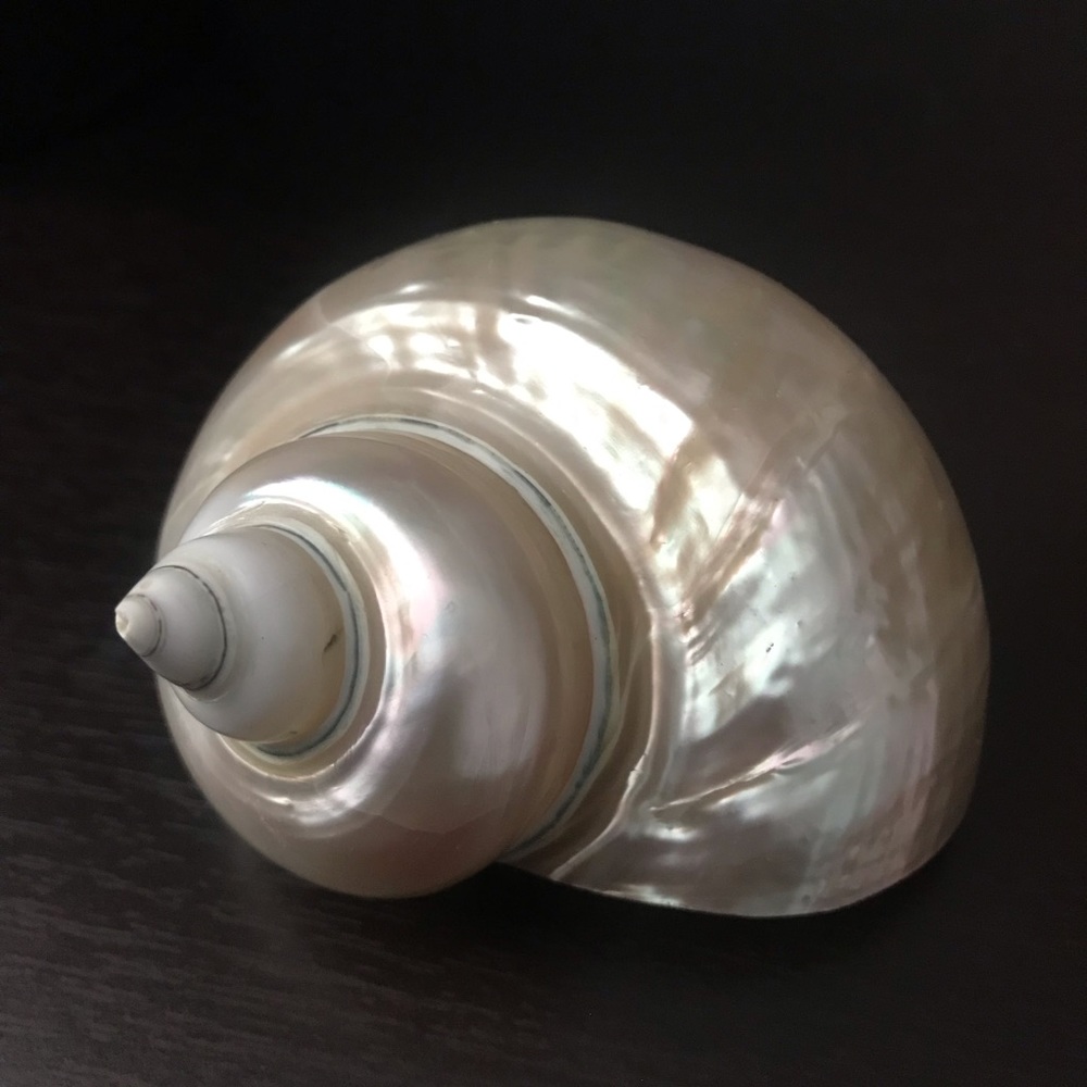 Jade Turbo  Seashell
